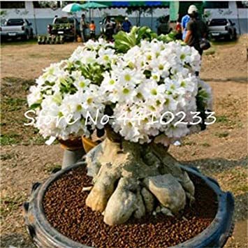 100% True White Desert Rose Bonsai Ornamental Plant Balcony Bonsai Potted Beautiful Flower Adenium Obesum Bonsai - 1 Particles - (Color: f)