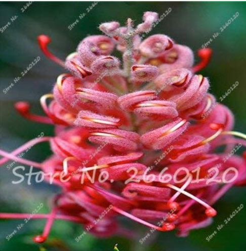 100 pcs/Bag Rare Grevillea Flowers Beautiful Flower Australian Grevillea for Garden & Home Plants Bonsai