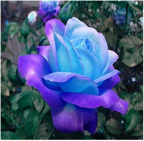100PCS Midenight Rose Seeds Light Purple Light Blue Double Flowers Big Blooms Fragrant