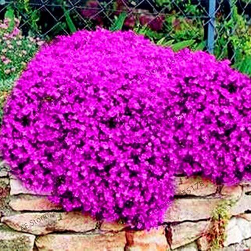 Big sale 205pcs rare ROCK cress Seeds Climbing plant Creeping Thyme Seeds Perennial Ground cover flower for home garden