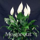 100 pcs/Bag,Spathiphyllum Bonsai, Potted Balcony, Planting is Simple, Budding Rate of 95%, Radiation Absorption, Mixed Colors