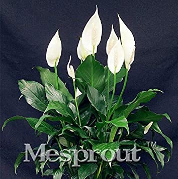 100 pcs/Bag,Spathiphyllum Bonsai, Potted Balcony, Planting is Simple, Budding Rate of 95%, Radiation Absorption, Mixed Colors
