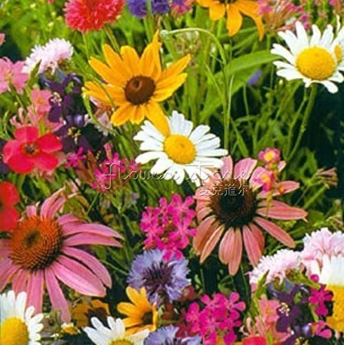 Seeds Market Rare 400 Wildflower Seeds Perennial long-lived fast growing attractive impressive