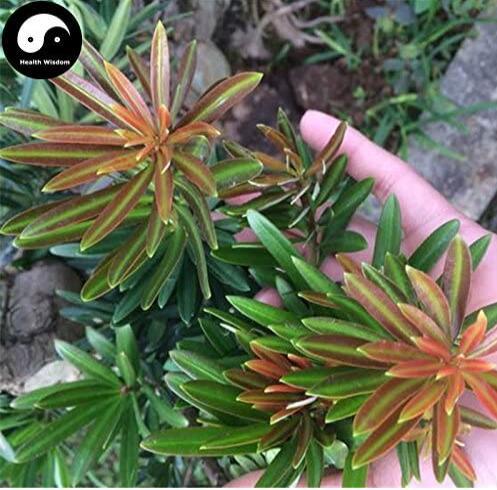 60PCS Podocarpus Macrophyllus Tree Seeds Bonsai Luo Han Song Evergreen
