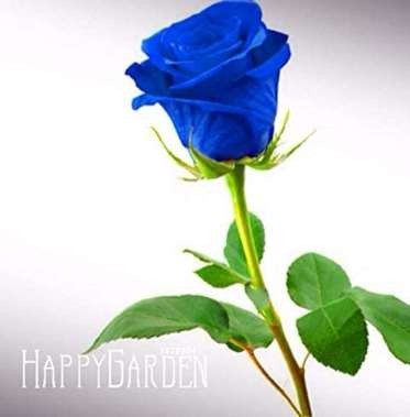 Big Promotion!Blue Rose Fragrant Gardens Flowering Plants Strong, Blue Dragon Rose, Blue Rose Bonsai 150 PCS/Lot