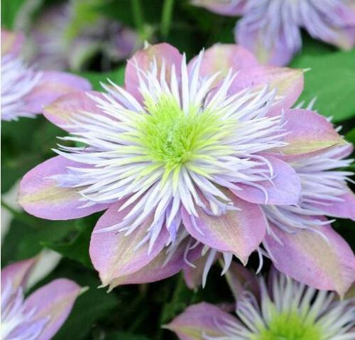 10PCS Vine Clematis Potted Clematis Garden Flower Seeds Courtyard Balcony Potted Climbing Plants