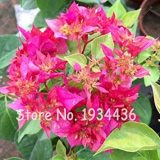 Bougainvillea Spectabilis Willd Triangles Plum Bonsai Potted Flower Plant Mix-Color Perennial Flowers Garden 100 Pcs/Bag