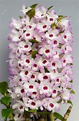 100 Pcs/Bag Multi Color Dendrobium Orchids Bonsai Tree Very Easy Grow Home & Garden Building Flower for Sale - (Color: 10)