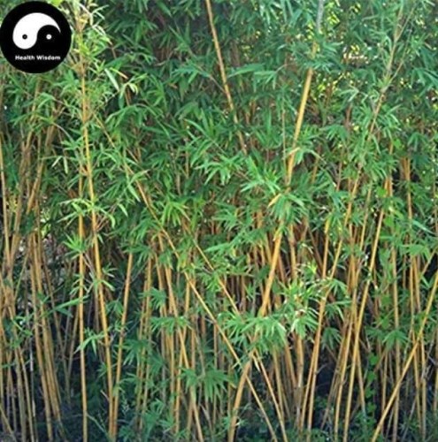30pcs Plant Bambusa Multiplex for Qin Si Bamboo