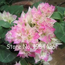Bougainvillea Spectabilis Willd Triangles Plum Bonsai Potted Flower Plant Mix-Color Perennial Flowers Garden 100 Pcs/Bag