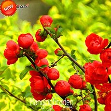 Loss Promotion!100 PCS/Bag Red Begonia Flower Garden 100% True Malus Spectabilis Plant Potted Begonia Bonsai Tree,#CKKYV6