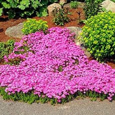 Big sale 205pcs rare ROCK cress Seeds Climbing plant Creeping Thyme Seeds Perennial Ground cover flower for home garden
