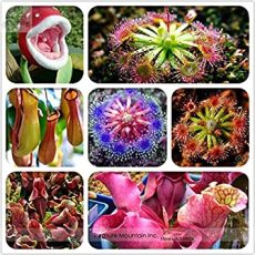 Hot Sale Insect-Catching Plant Enchantress Carnivorous Bonsai Seeds, Professional Pack, 100 Seeds/Pack, Indoor Succulent for Desk Pot