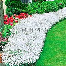 Big Promotion!100 pcs/Bag Creeping Thyme Bonsai or Multi-Color Rock CRESS Plant - Perennial Flower Garden Ground Cover Flower g - (Color: 5)