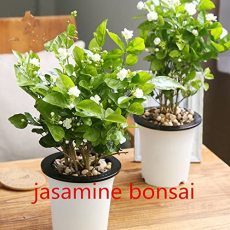 10 pcs White jasmine seeds, Arabian jasmine aromatic plant good smell chinese flower seeds for home garden planting