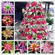 200 pcs Rare Mini Bonsai Bromeliad palnts, Exotic Plant Bonsai Flower, Indoor Plants Radiation Protection Bonsai Purify The Air - (Color: Mixed)