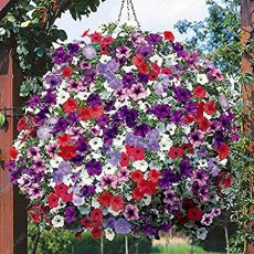 200 Seeds Heirloom Hanging Petunia Mixed Seeds Color Waves Hanging Basket Petunia Beautiful Flowers Light Up Your Garden Purple