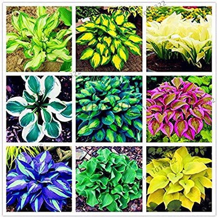 200pcs/pack Hosta Bonsai Perennials Plantain Beautiful Lily Flower White Lace Home Garden Ground Cover Plant - (Color: Mix)