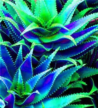 500 pcs Charming Aloe Mix Excellent Houseplants Succulent Aloe Vera Bonsai Beauty Edible Cosmetic Potted Garden Plants Planting - (Color: 14)
