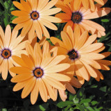 200PCS Orange Dimorphoteca sinuata Seeds Annual Namaqualand Daisy Herb Plants Bonai African Daisy