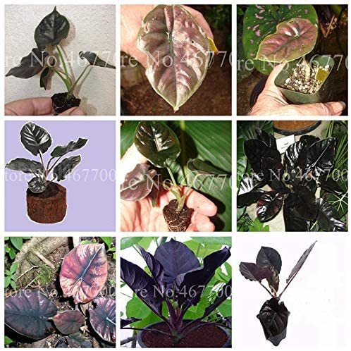 20PCS Alocasia Jewel of Borneo kapit Alocasia Infernalis Purple Elephant Ear Sml Potted Plant for Home Garden - (Color: Mixed)