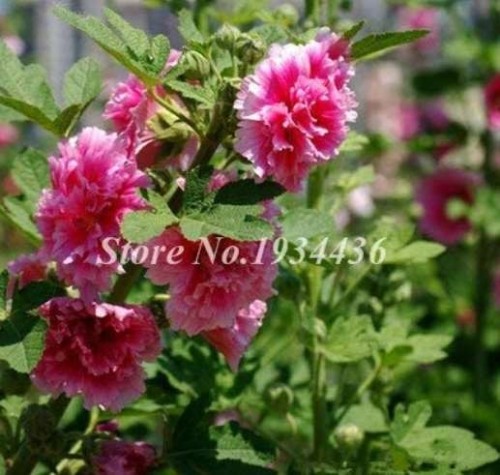 200 Pcs Miniature Hollyhock Flower Bonsai Plant DIY Home Garden Beautifying Decoration Alcea Rosea Gorgeous Cut Flowers - (Color: a15)