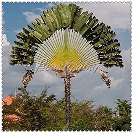100 Pcs/Bag Green Travelers Palm Flores Bonsai, Ravenala Madagascariensis Chinese Fan Palm Plant,Tall Evergreen Tree DIY Garden - (Color: 100pcs)