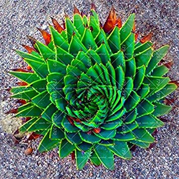 200pcs/bag Aloe polyphylla Pillans Bonsai Rare Spiral Aloe Flower Succulent Plants for Home Garden Potted Pants