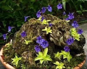 Pinguicula Vulgaris ~ Butterwort Carnivorous ~ Valentine's Flower ~ Rare Seeds