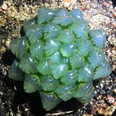 50pcs Fresh Real Haworthia cooperi Baker Plant semillas Sementes C1-25