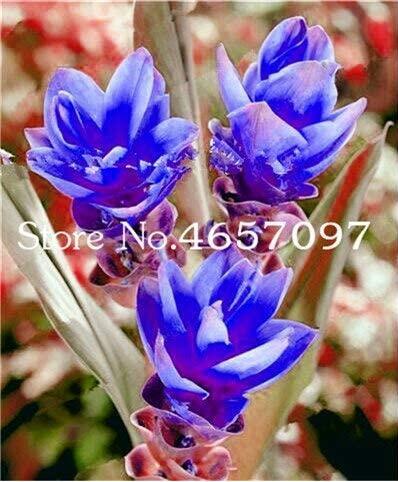 200pcs Blue Curcuma Bonsai Flower Seeds