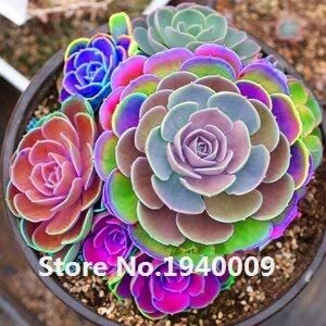 Bonsai 100 Pcs Rainbow Succulent Bonsai Seedling Perennial Office Mini Bonsai Plant Succulent Planting Home Balcony Garden - (Color: 7)