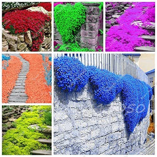 Rainbow Creeping Thyme Plants Blue Rock CRESS Plants - Perennial Ground Cover Flower,Natural Growth for Home Garden 200 Pcs/Bag - (Color: Mixed)
