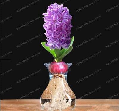 1PC Light Purple Hyacinth Bulb