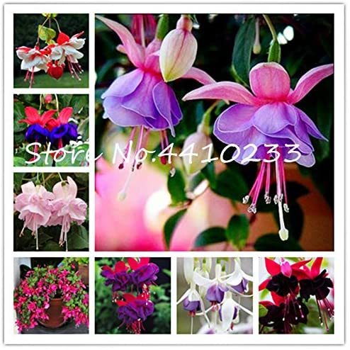 100 Pcs Double Petals Fuchsia Bonsai Bell Flower Lantern Begonia Potted Flower Hanging Plants Semillas De Flores DIY Home Garden - (Color: Mix)