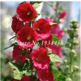 200 Pcs Miniature Hollyhock Flower Bonsai Plant DIY Home Garden Beautifying Decoration Alcea Rosea Gorgeous Cut Flowers