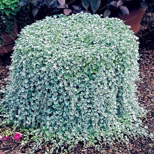 Dichondra Repens Silver Falls Emerald Falls Ground Cover Bonsai in Hanging Baskets Very Creative Beautiful Potted Plants 200Pcs - (Color: 1)