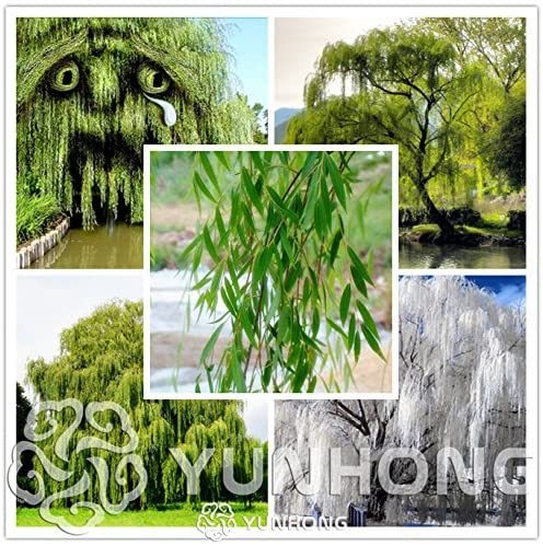 50 Pieces Beautiful True Seeds Fresh Giant Garden Decoration Green Willow Tree Seeds For Home Garden Plant Bonsai