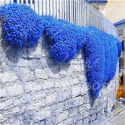 Rainbow Creeping Thyme Plants Blue Rock CRESS Plants - Perennial Ground Cover Flower,Natural Growth for Home Garden 200 Pcs/Bag - (Color: 11)