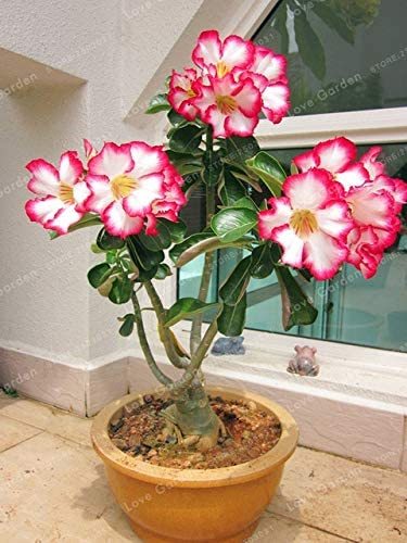 1 Pcs/Bag Desert Rose Bonsai, Potted Flowers Bonsai, 100% True Bonsai Adenium Obesum Office Indoor Bonsai Plant Mini Potted Tree: 5