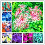 150 Pcs Multiple Colour Thailand Caladium Bonsai of Perennial Rainbow Flower Garden Potted Plant Caladium DIY Home Garden Plant - (Color: Mixed)