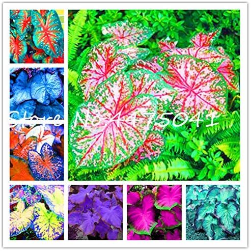 150 Pcs Multiple Colour Thailand Caladium Bonsai of Perennial Rainbow Flower Garden Potted Plant Caladium DIY Home Garden Plant - (Color: Mixed)
