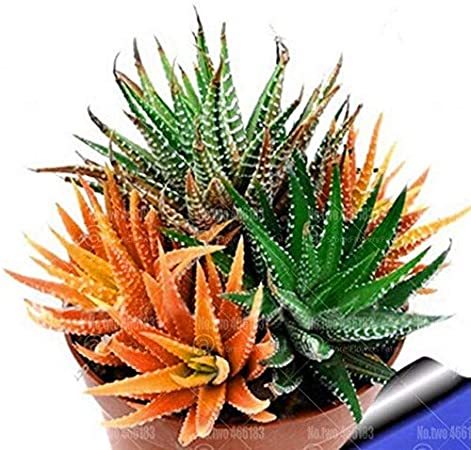 100Pcs/bag Rare Rainbow Aloe Vera Bonsai Flowers Perfect Color Succulents Plant Bonsai Plants for Home Garden semillas planta