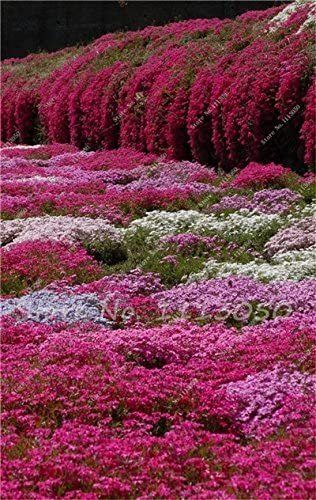 Rainbow Creeping Thyme Plants Blue Rock CRESS Plants - Perennial Ground Cover Flower,Natural Growth for Home Garden 200 Pcs/Bag - (Color: 20)