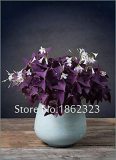200 Pcs Oxalis Wood Sorrel Flower Oxalis Purple Shamrock Clover 100% Real Flower Bonsai Perennial Outdoor for Home Garden Plant - (Color: 3)