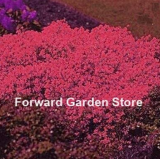 100 Pcs Aubrieta Cascade Bonsai Purple Flower Plants Superb Perennial Ground Cover for Home Garden Balcony Windowsill