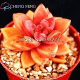 10pcs Crassula Capitella Thyrsiflora Red Pagoda Succulent Cactus Bonsai Jatropha Tree Herbs Plants Bonsai Mini Pot - (Color: Light Grey)