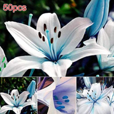 50Pcs Lots Bulk seedsplants Garden Decoration Floral Plants Blue Rare Lily Bulbs Seeding Planting Lilium Perfume Flower Bonsai - (Color: as Show)