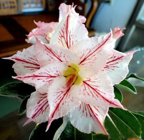 20 Fresh Seeds Adenium Obesum Desert Roses Rare www Triple-SNOWFLAKES-us