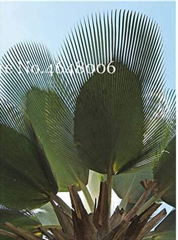 100PCS Travelers Palm Flores Seeds